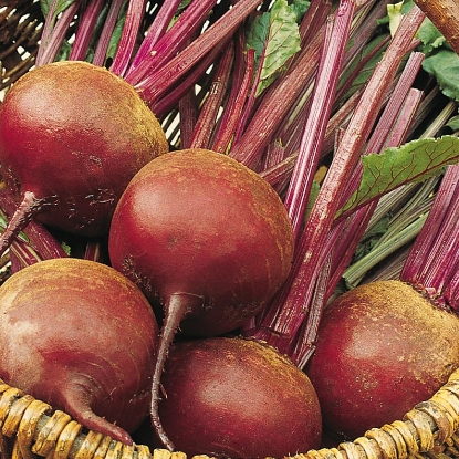 Picture of Organic Beetroot Bolivar